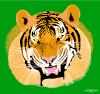 tiger.gif